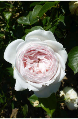 Роза английская Кейра (Keira)