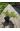 Можжевельник китайский Экспанса Ауреоспиката (Expansa Aureospicata)